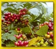 成熟咖啡豆果實